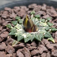 サボテン,姫牡丹,Ariocarpus kotschoubeyanus,サボテン科の画像