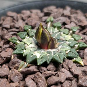 サボテン,姫牡丹,Ariocarpus kotschoubeyanus,サボテン科の画像