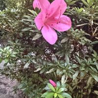 サツキ,サツキ,庭の画像