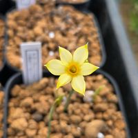 スイセン,原種系 スイセン,球根,球根植物,花のある暮らしの画像