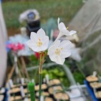 スイセン,球根,球根植物,花のある暮らし,園芸男子の画像