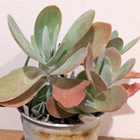 ルシー,多肉植物,カランコエ属,多肉植物の紅葉の画像
