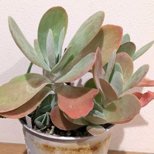 ルシー,多肉植物,カランコエ属,多肉植物の紅葉の画像