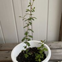 ピラカンサ,鉢植え,成長中の画像