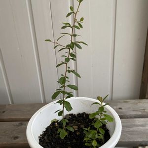 ピラカンサ,鉢植え,成長中の画像