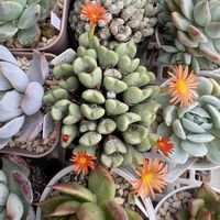 多肉植物,かわいい,多肉棚,成長記録,庭の画像