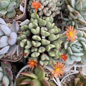 多肉植物,かわいい,多肉棚,成長記録,庭の画像