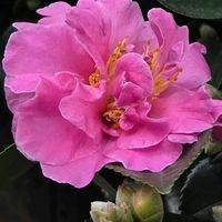サザンカ,スイフヨウ,カキ,癒し,いつもありがとう♡の画像
