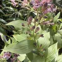 ホトトギス,庭の花と木の画像
