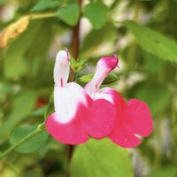 チェリーセージ,裏庭の画像
