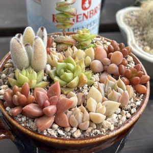 エケベリア,月兎耳,寄せ植え,多肉植物,植え替えの画像