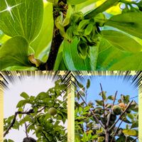 シュウメイギク,ローズマリー,カキ,柿の花,柿の実の画像