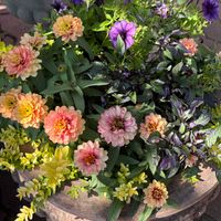 寄せ植え,ありがとう❤️,まつお園芸,キュンキュン乙女倶楽部,青い花マニアの画像