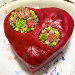 チャッピー,多肉植物,エケベリア属,寄植え,モルタル鉢の画像