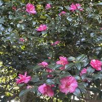 サザンカ,花のある暮らし,植中毒,おでかけ先の画像