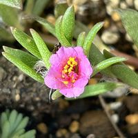 ヒメマツバボタン,マツバボタン(松葉牡丹),花壇,河川敷,日の当たる場所の画像