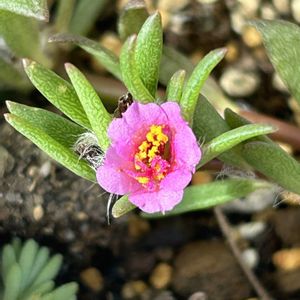 ヒメマツバボタン,マツバボタン(松葉牡丹),花壇,河川敷,日の当たる場所の画像