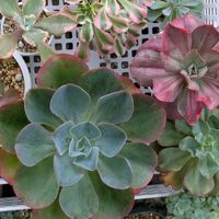 多肉植物,葉挿し,多肉寄せ植え,実生苗,葉挿し苗の画像