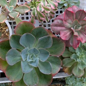 多肉植物,葉挿し,多肉寄せ植え,実生苗,葉挿し苗の画像
