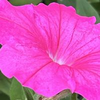 ペチュニア,ピンクの花,素敵な出会いに感謝,今日も元気で,今日も笑顔で♡の画像