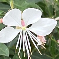 ガウラ,白い花,今日も元気で,今日も笑顔で♡,花を通じて愛と平和をの画像
