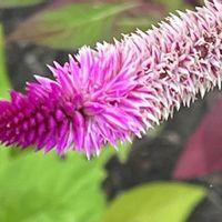 ケイトウ,素敵な出会いに感謝,今日も元気で,今日も笑顔で♡,花を通じて愛と平和をの画像