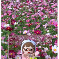コスモス,キバナコスモス,癒し,素敵,か〜わい〜の画像