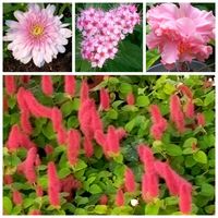 花友さんの庭,お隣りの庭,広い庭の画像