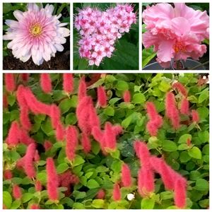 花友さんの庭,お隣りの庭,広い庭の画像