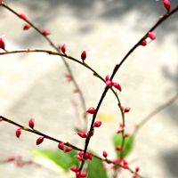 エリカ,ミズヒキ,いつもありがとう♡,多年草,綺麗の画像