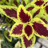 コリウス,コリウス,散歩,花散歩,花のある暮らしの画像