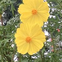 キバナコスモス,優しい気持ち,繋がりに感謝✨,今日も笑顔で♡,平和を願う☆の画像
