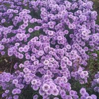 アスター,アスター,アスター,エキナセア,エキナセアの画像