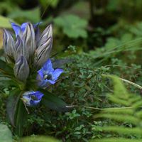 リンドウ,自然観察,散策,日光植物園の画像