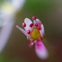ダイモンジソウ,ミラーレス一眼マクロ,大文字草祭,小さな庭の画像