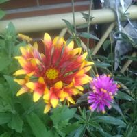 ガイラルディア,ゴンフレナ・ラブラブラブ,花のある暮らし,地味好き,我が家のベテランの画像