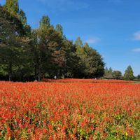 コキア,サルビア,大人の着せ替え人形,かえでちゃん,GSのみなさんに感謝♡の画像