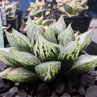 多肉植物,ハオルチア属,ハオルシア属     ,多肉中毒,ガチンコハオルチアクラブの画像