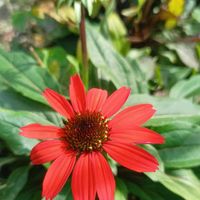 ツツジ,ツツジ,サツキ,小菊,小菊の画像