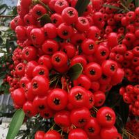 ピラカンサ,ピラカンサ,ピラカンサ,赤い実,花のある暮らしの画像