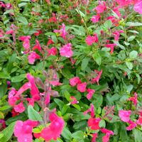 チェリーセージ,花のある暮らし,庭の画像
