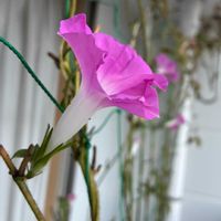 アサガオ,朝顔,アサガオ♡,うなじショット, アサガオの画像