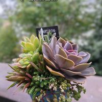 ゴールデングロー,パールフォンニュルンベルグ,多肉植物,育てやすい多肉植物,多肉植物寄せ植えの画像