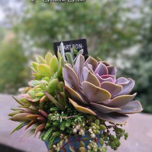 ゴールデングロー,パールフォンニュルンベルグ,多肉植物,育てやすい多肉植物,多肉植物寄せ植えの画像