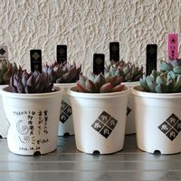 ガーデンリンクフェスタ　戦利品,多肉植物,多肉大好き,鶴仙園,多肉中毒の画像