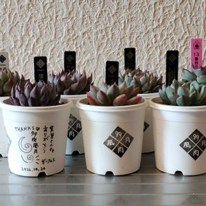 ガーデンリンクフェスタ　戦利品,多肉植物,多肉大好き,鶴仙園,多肉中毒の画像