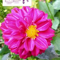 ダリア,プランター栽培,濃いピンクの花,あっ火曜日,ダリアの栽培の画像