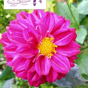 ダリア,プランター栽培,濃いピンクの花,あっ火曜日,ダリアの栽培の画像