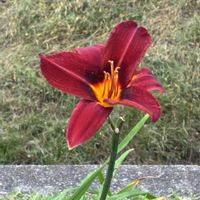 チェッカーベリー,ワスレグサ,トキワサンサジ,青葉の森公園,千葉散策の画像