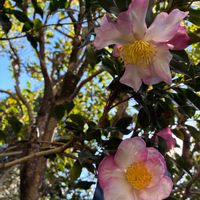 サザンカ,素敵,ピンク❤︎ピンク,秋だね〜,植物は地球を救う❤️の画像